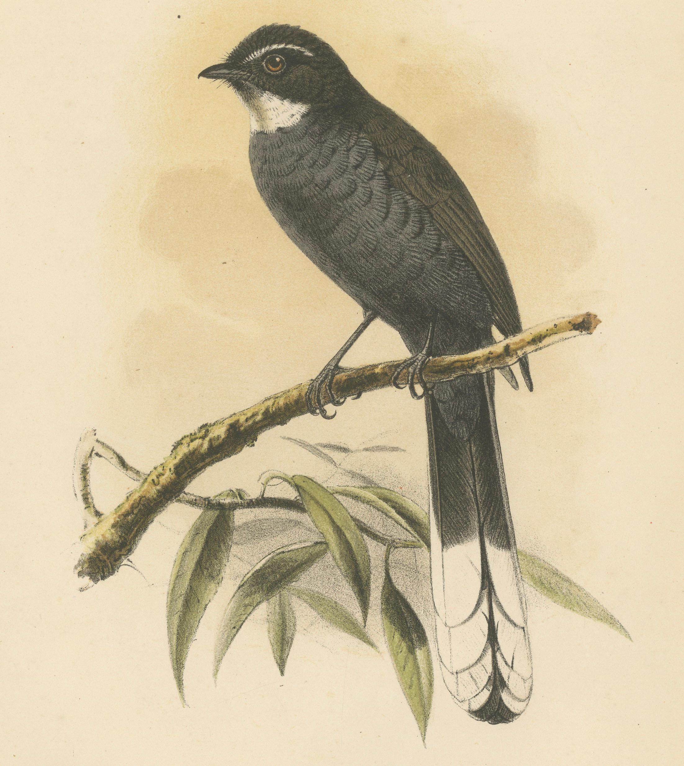 Néerlandais Lithographie ancienne d'un oiseau à gorge blanche par Keulemans, Sumatra c.1887. en vente