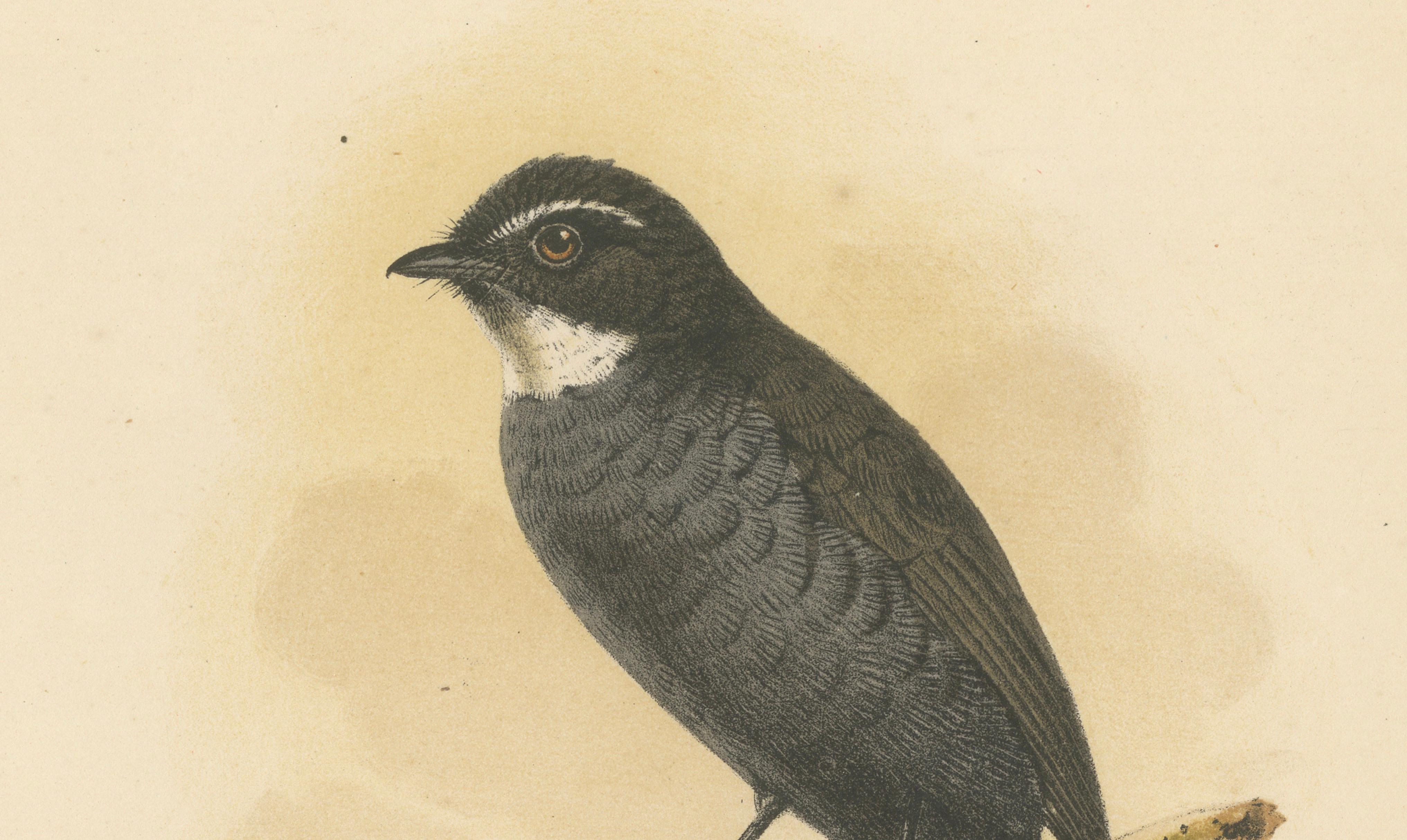 Lithographie ancienne d'un oiseau à gorge blanche par Keulemans, Sumatra c.1887. Bon état - En vente à Langweer, NL