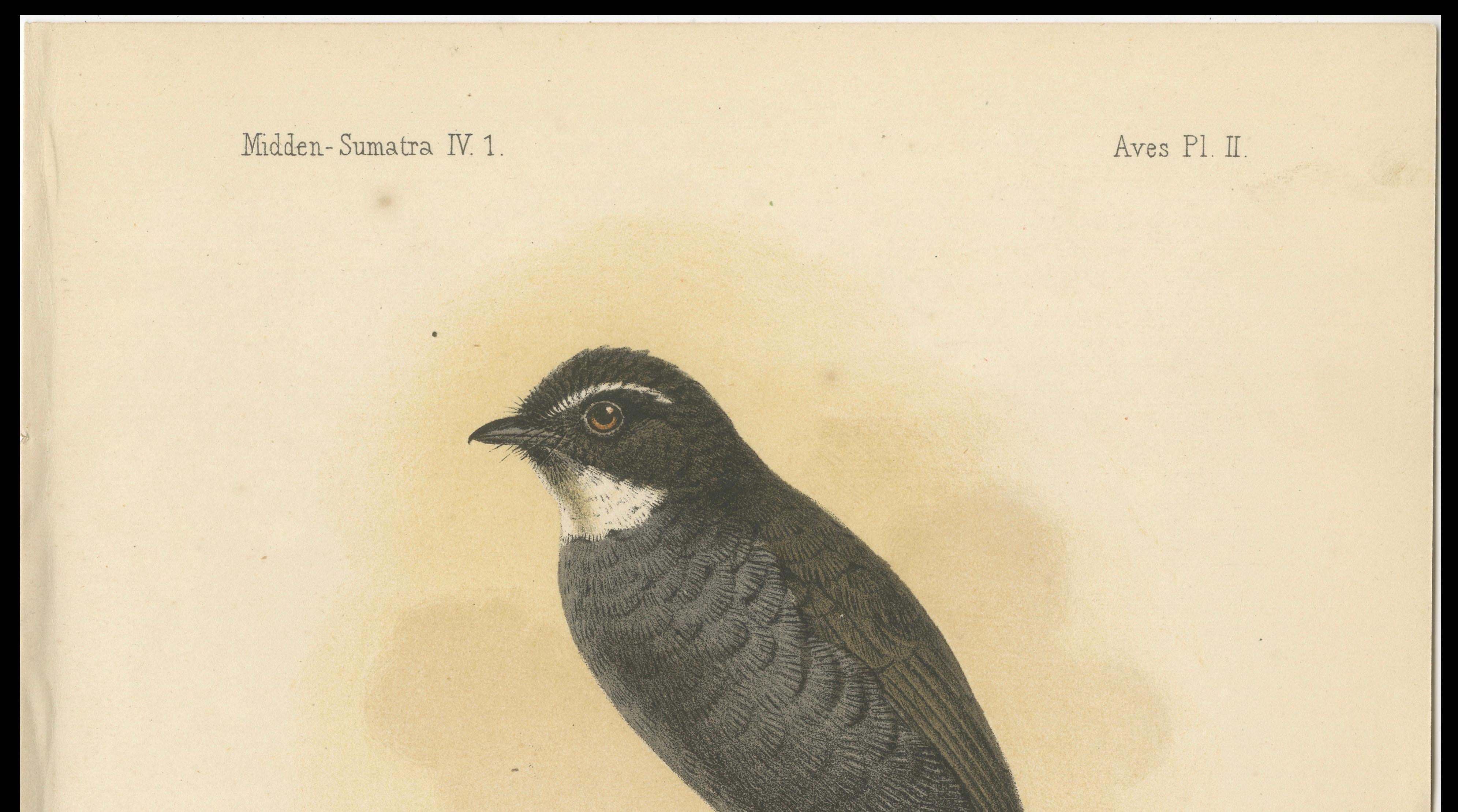 XIXe siècle Lithographie ancienne d'un oiseau à gorge blanche par Keulemans, Sumatra c.1887. en vente