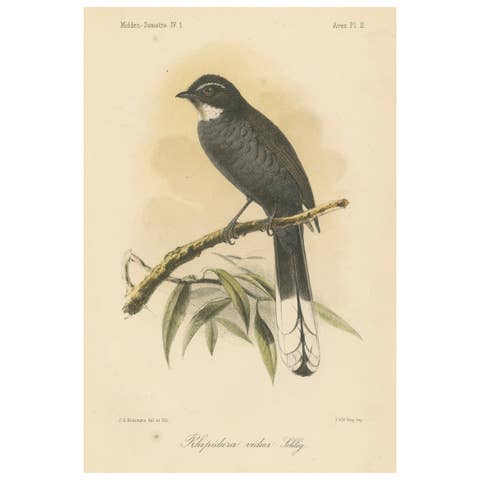 Antique Lithograph of White-throated Fantail by Keulemans, Sumatra c.1887