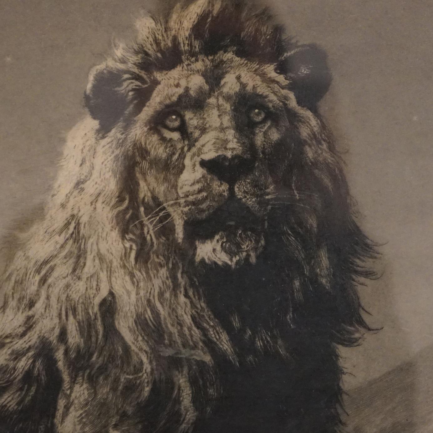 An antique etching of a male lion 