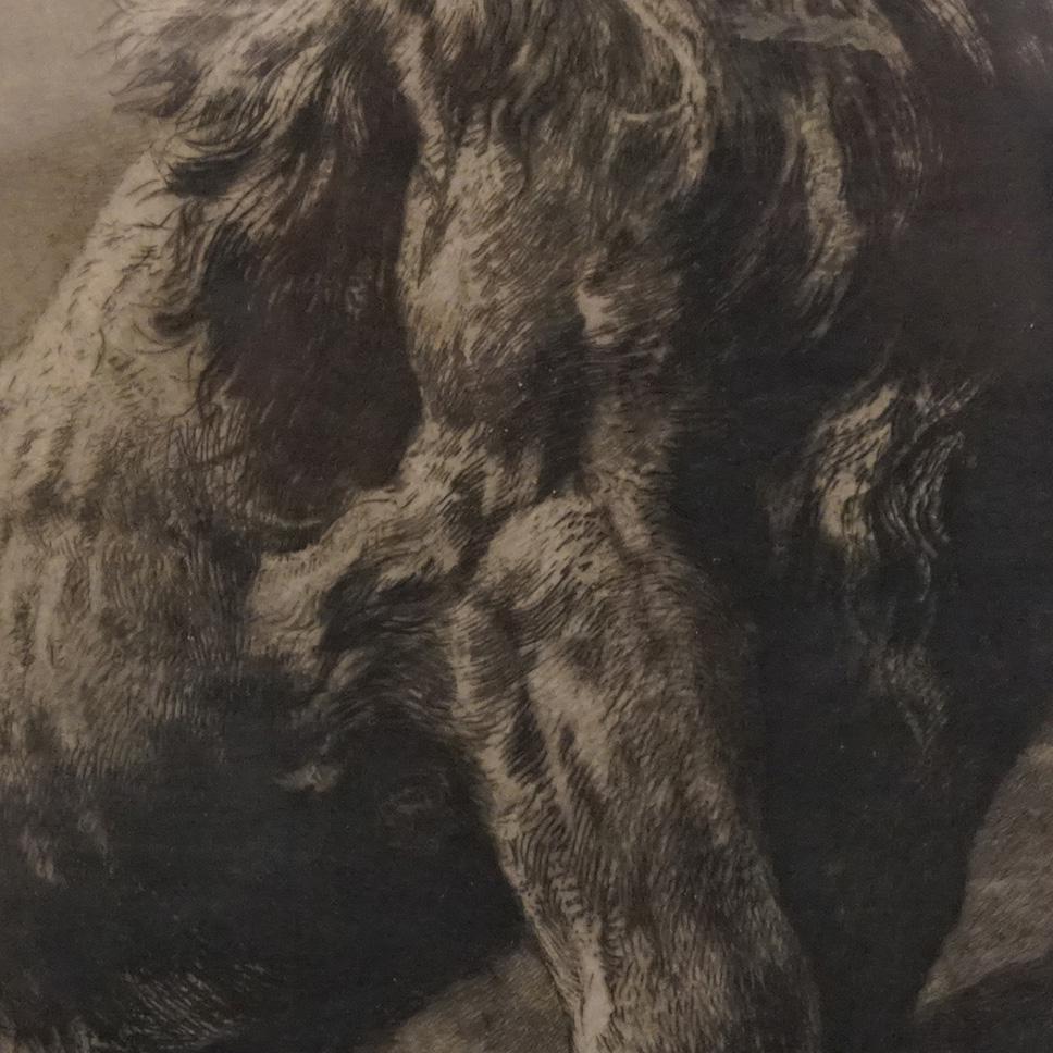 Antique Lithograph Print of an African Lion Circa 1900 3
