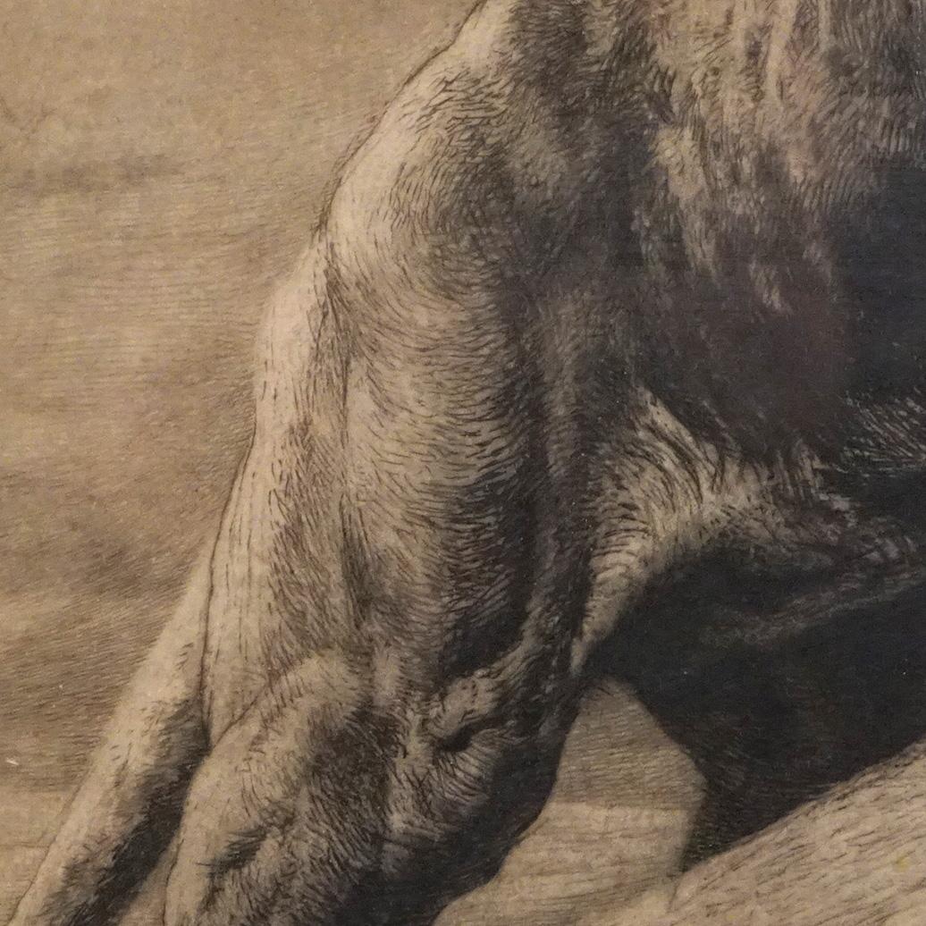 Antique Lithograph Print of an African Lion Circa 1900 4