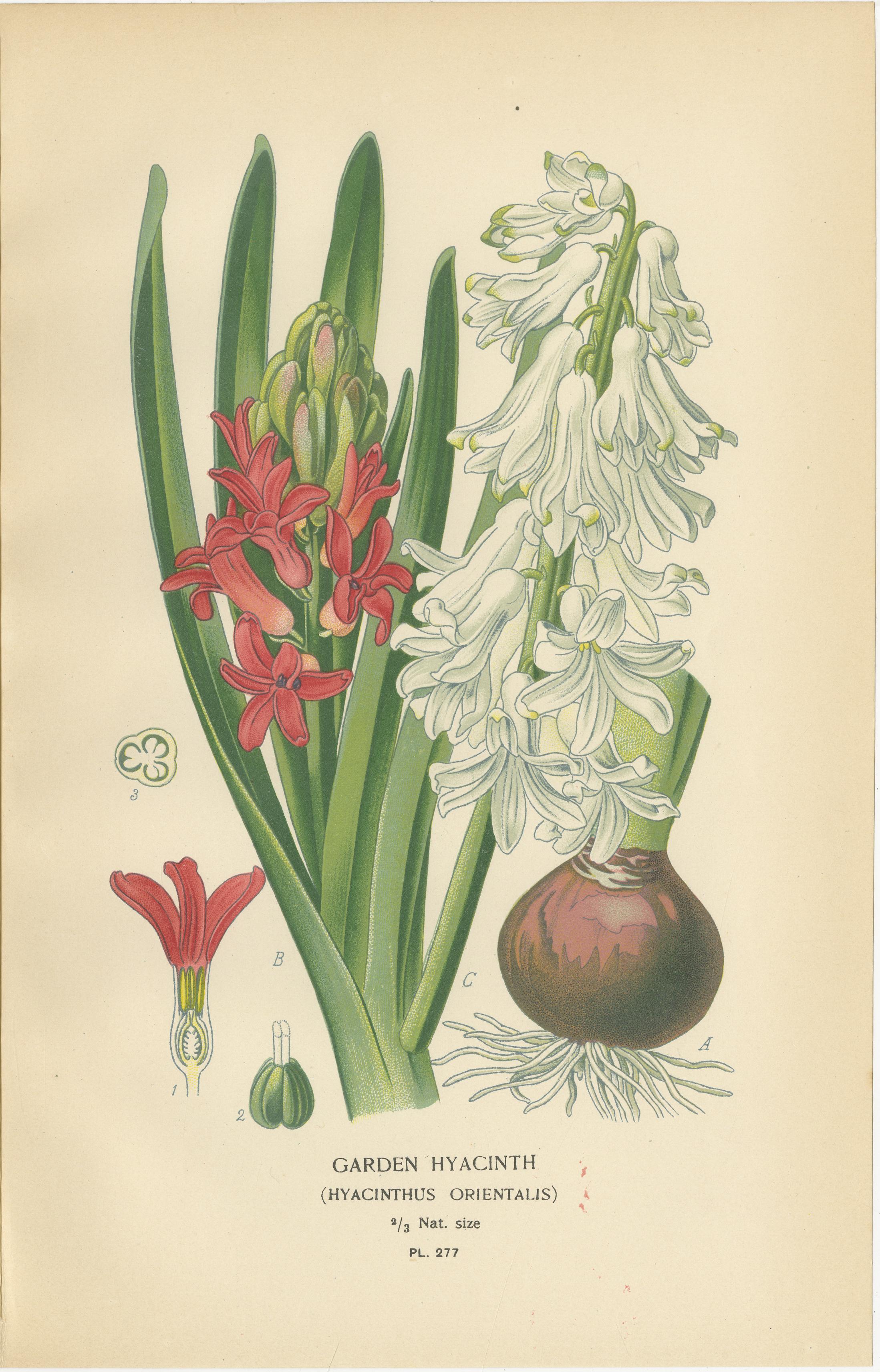 English Antique Lithographs of Grape Hyacinth, Garden Hyacinth & Siberian Squill – 1897 For Sale
