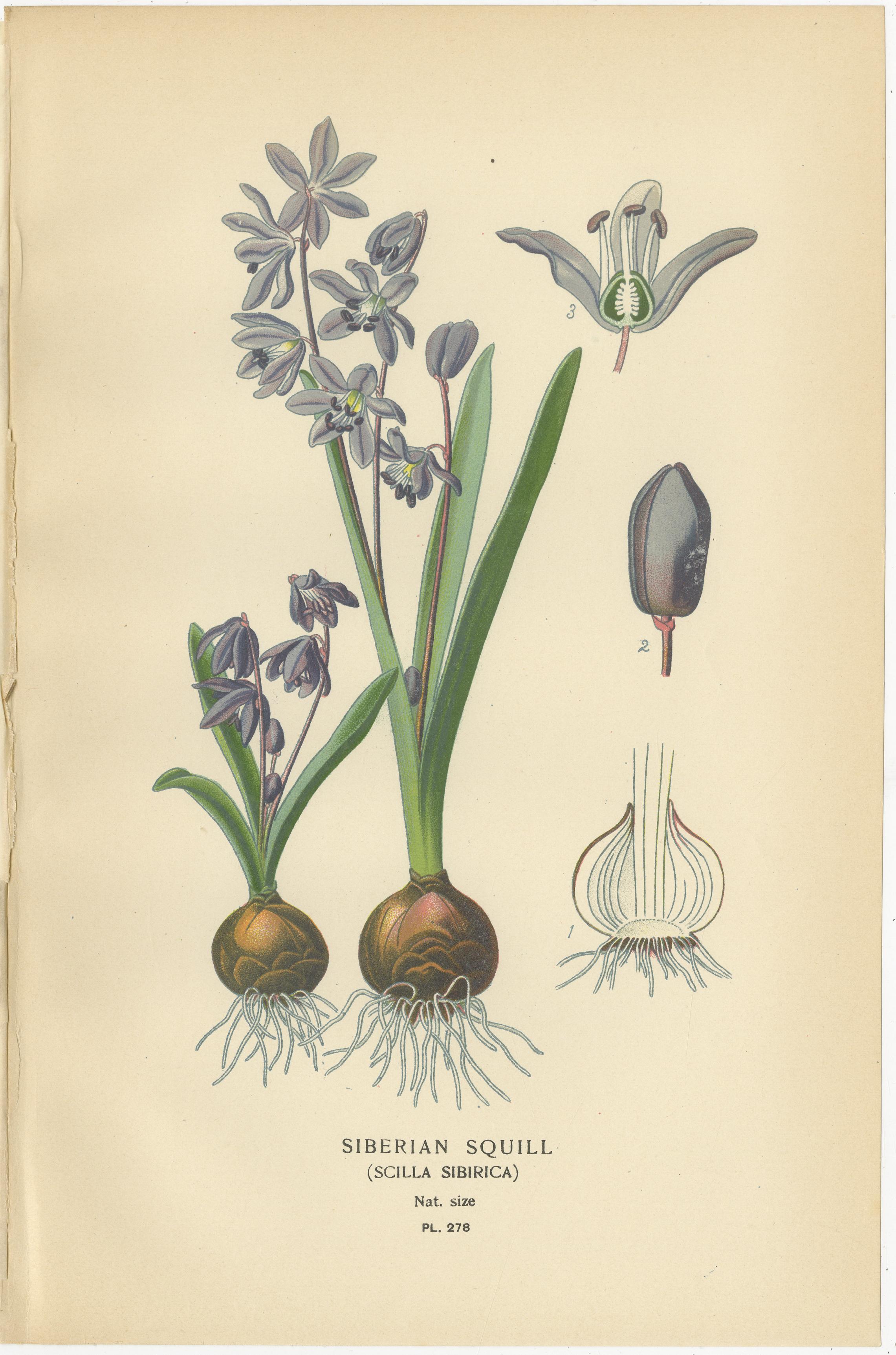 Antique Lithographs of Grape Hyacinth, Garden Hyacinth & Siberian Squill – 1897 In Good Condition For Sale In Langweer, NL