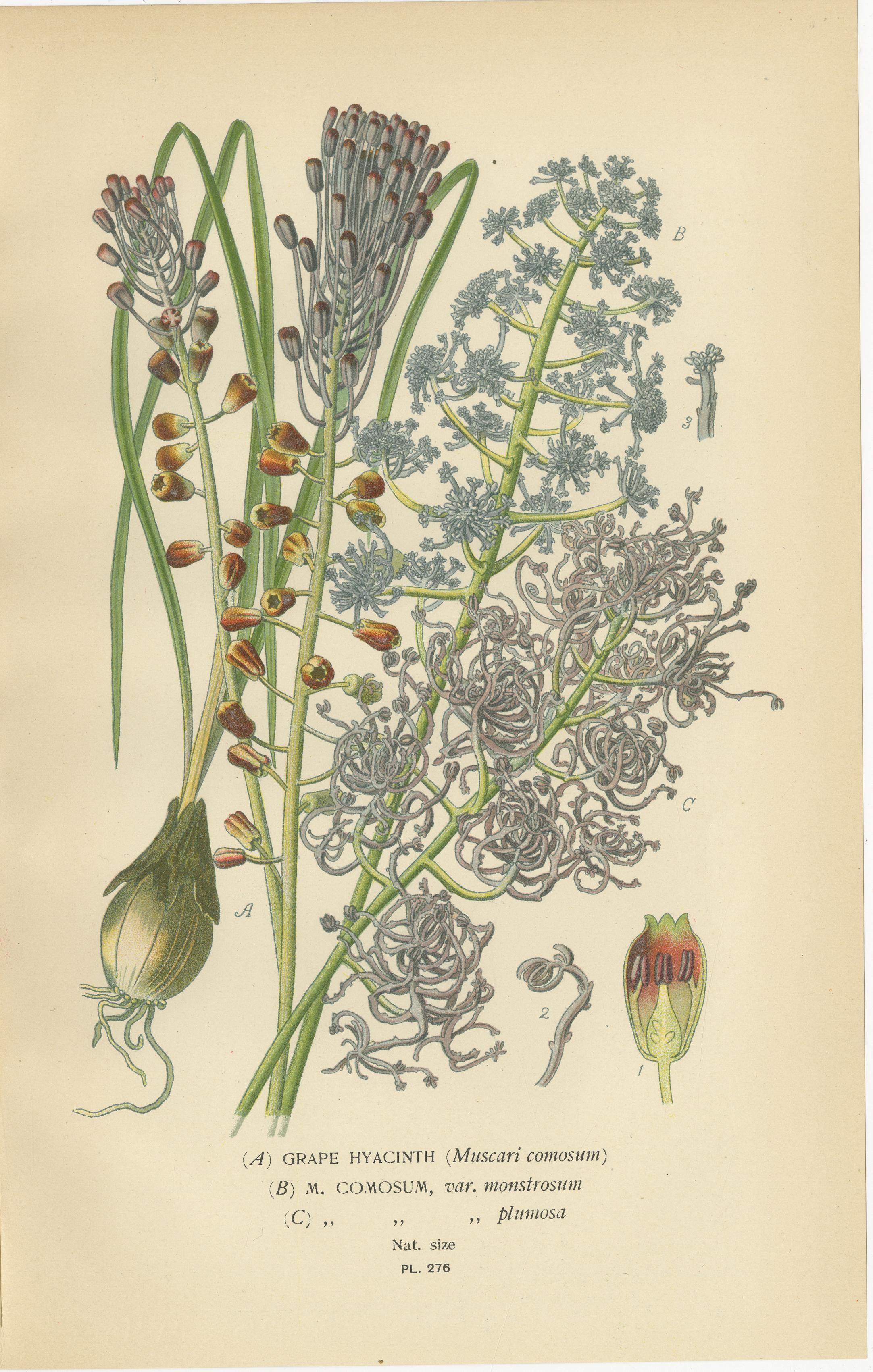 19th Century Antique Lithographs of Grape Hyacinth, Garden Hyacinth & Siberian Squill – 1897 For Sale