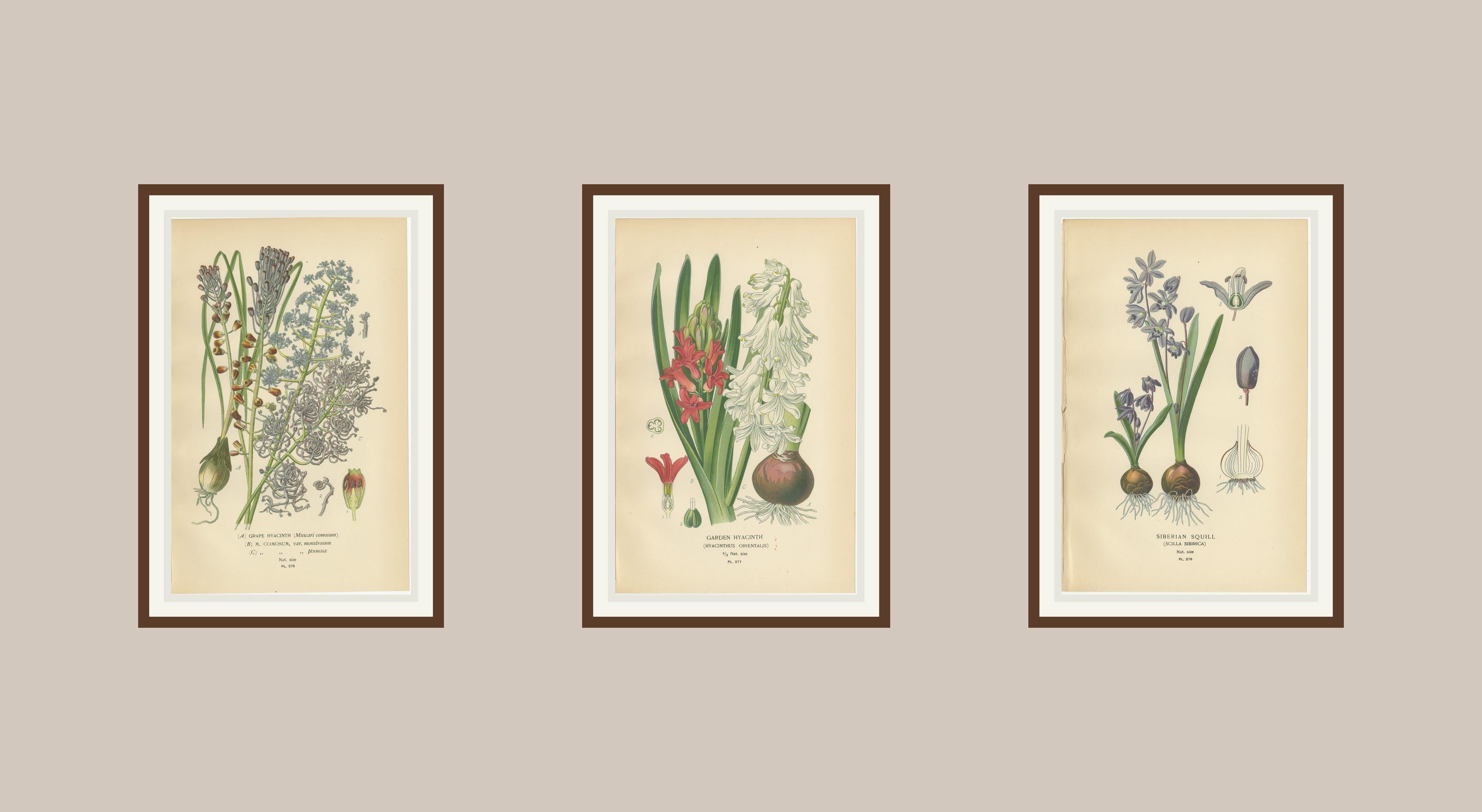 Antike Lithographien von Traubenhyazinthe, Gartenhyazinthe und Sibirischem Storchschnabel - 1897
