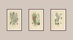 Antike Lithographien von Traubenhyazinthe, Gartenhyazinthe und Sibirischem Storchschnabel - 1897