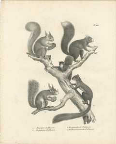 Antique Lithographs of Squirrels & Flying Squirrels, 19th Century