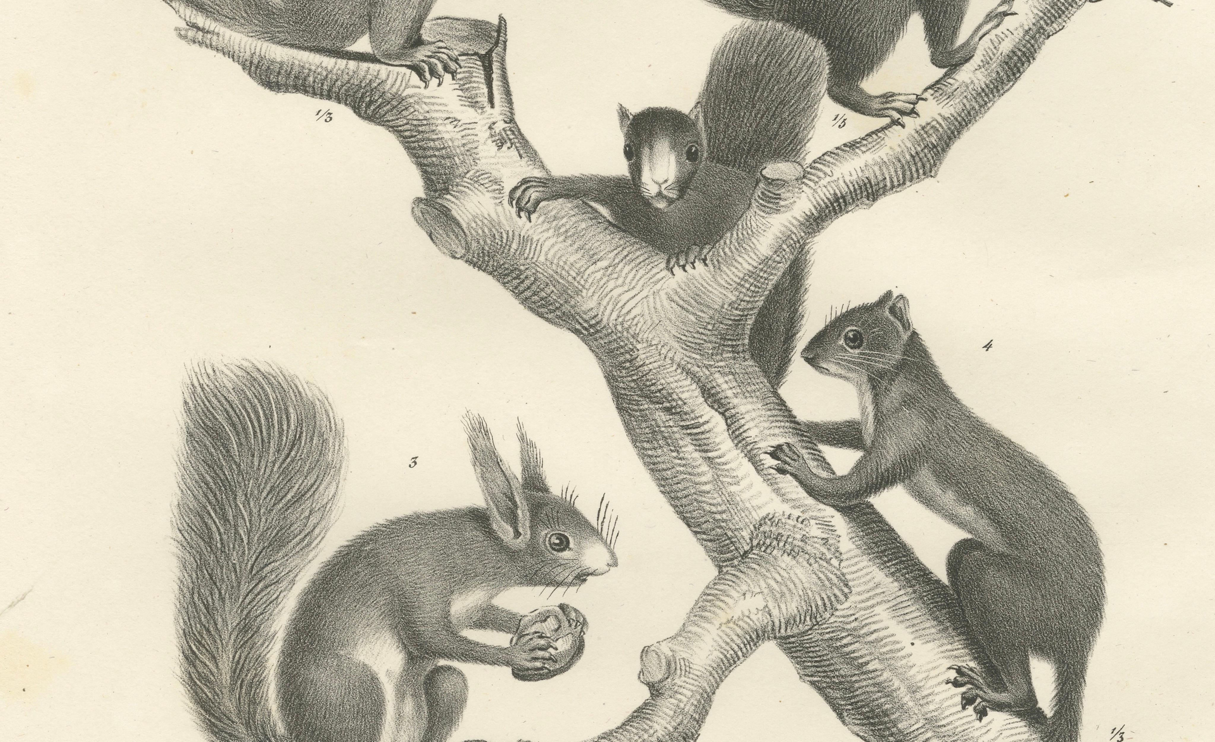 Antique Lithographs of Squirrels & Flying Squirrels, 19th Century