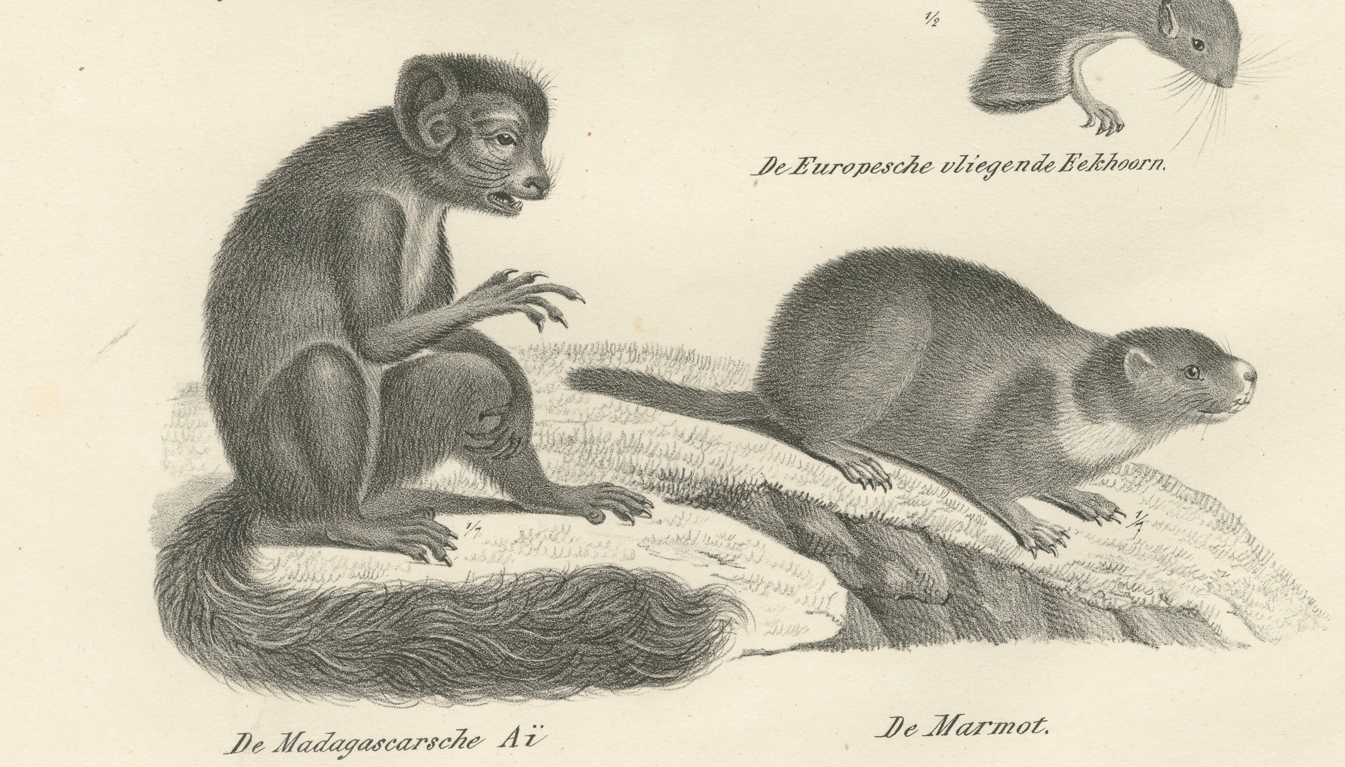 Antique Lithographs of Squirrels & Flying Squirrels, 19th Century