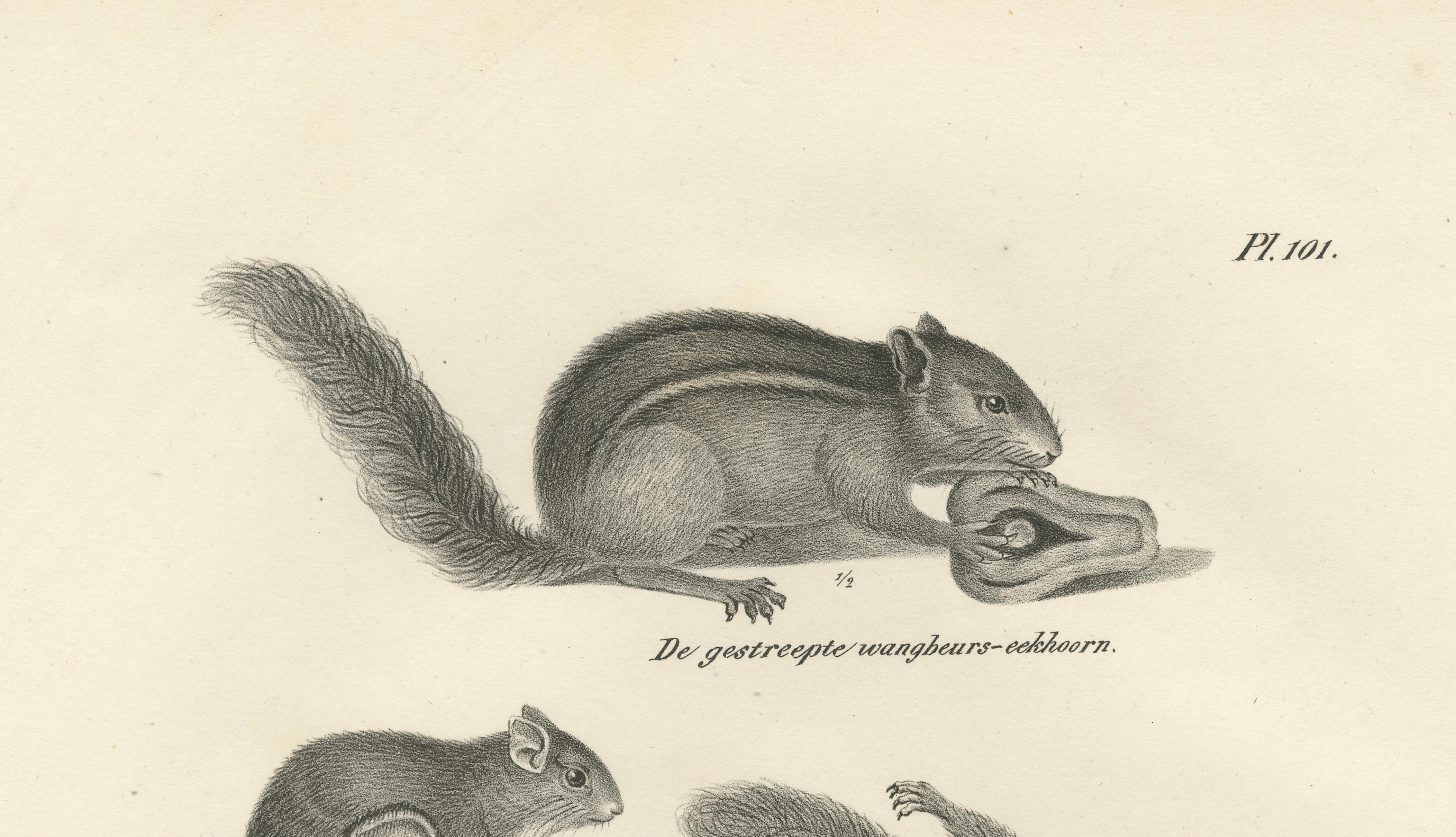 Antique Lithographs of Squirrels & Flying Squirrels, 19th Century
