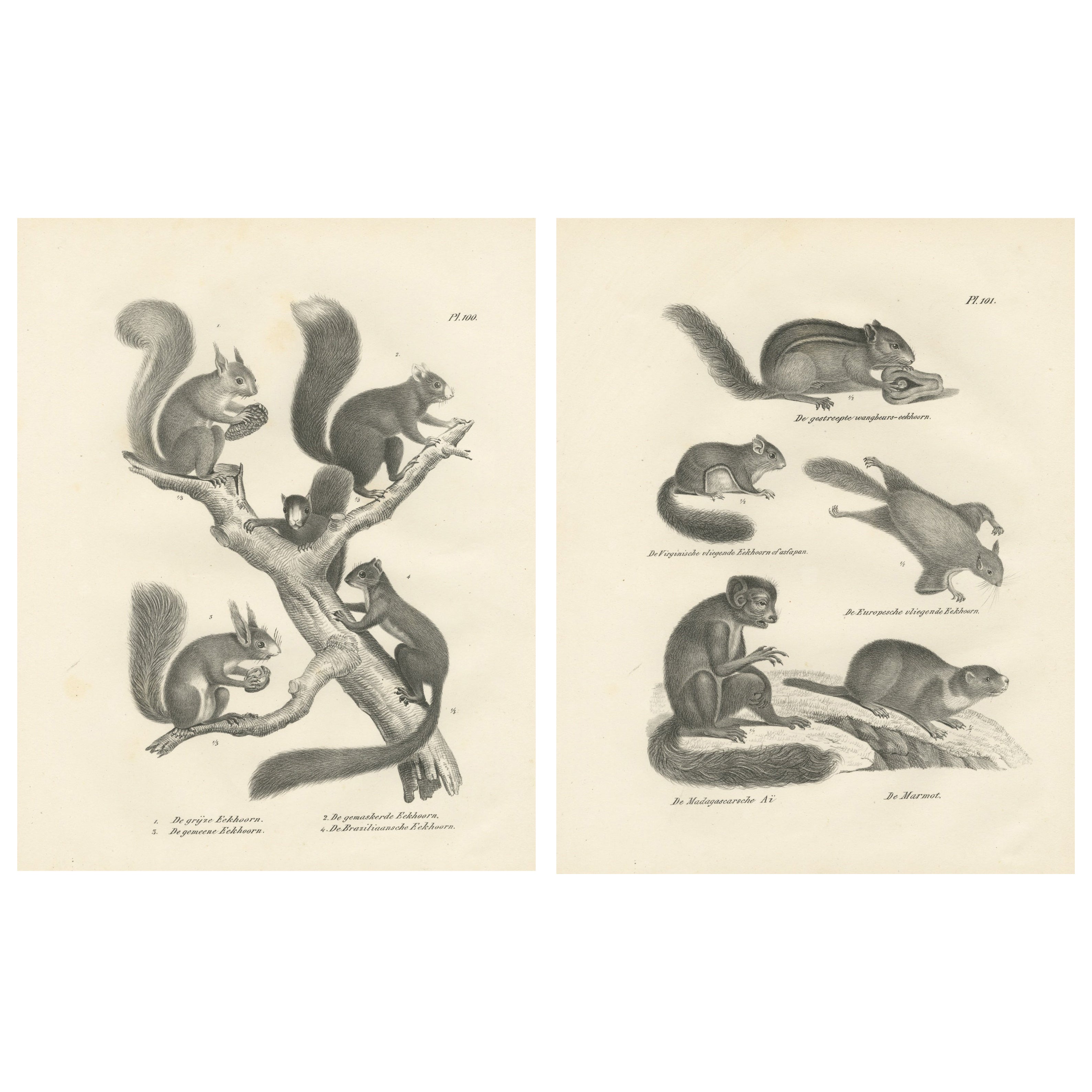 Litografías Antiguas de Ardillas y Ardillas Voladoras, Siglo XIX