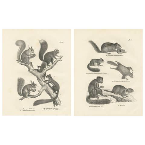 Antique Lithographs of Squirrels & Flying Squirrels, 19th Century