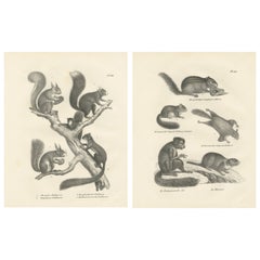Litografías Antiguas de Ardillas y Ardillas Voladoras, Siglo XIX