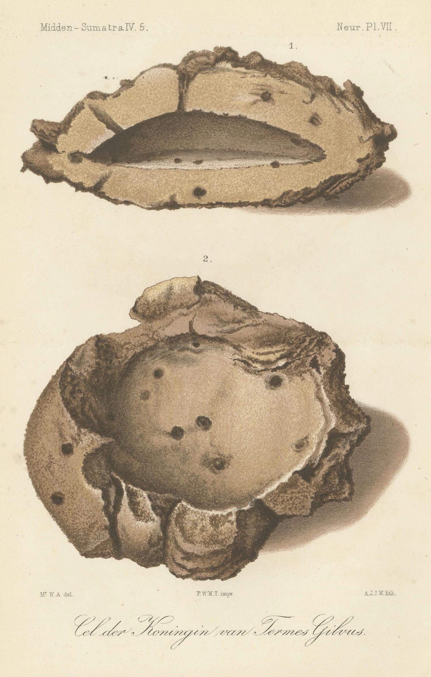 Antique Lithographs of Termite Queen Cells – Termes Gibus, Sumatra c.1880

This pair of antique lithographs depicts the queen cells of the termite species 'Termes gibus' from the zoological exploration of Midden-Sumatra (Central Sumatra) in the late