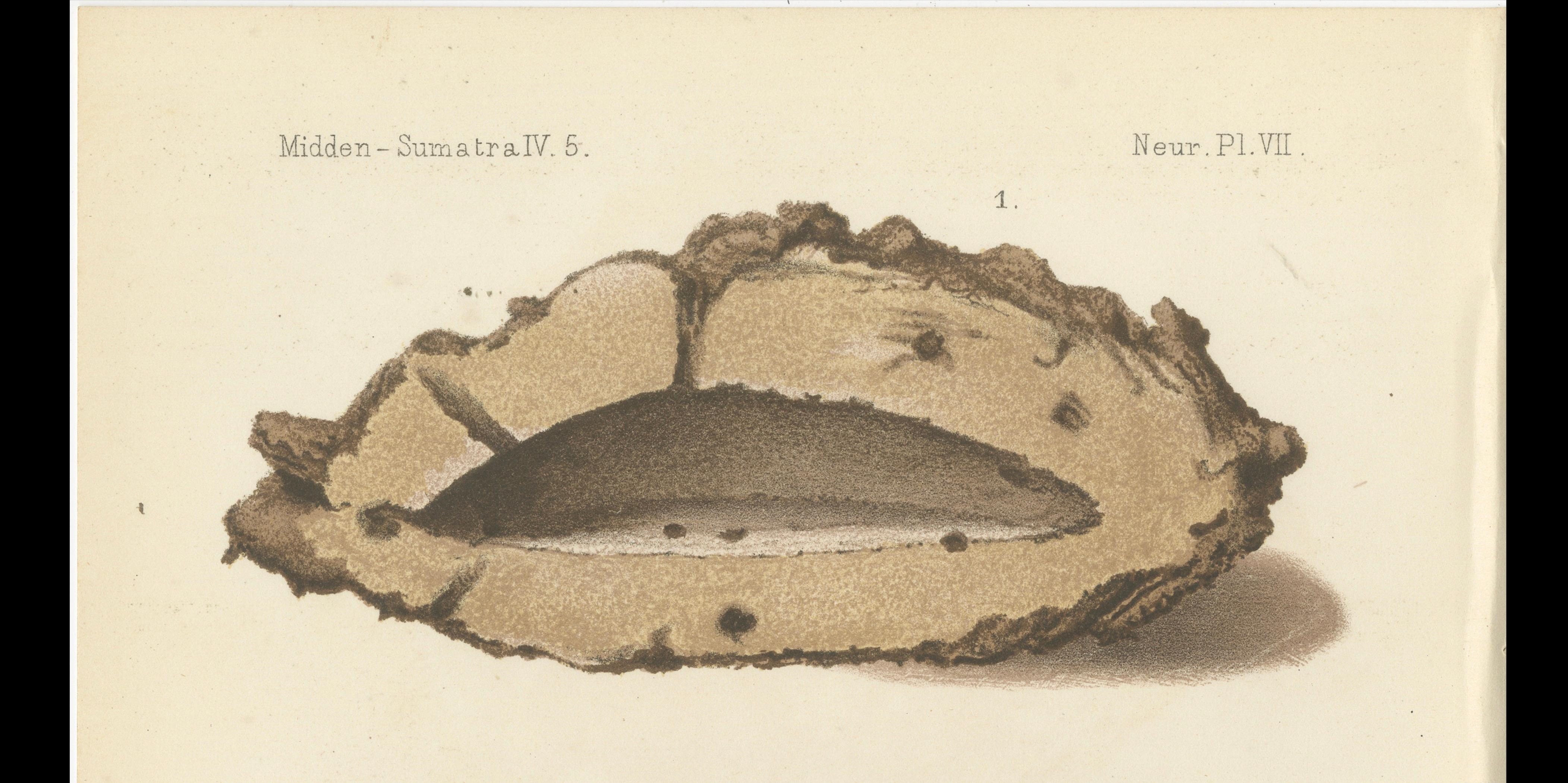 Dutch Antique Lithographs of Termite Queen Cells – Termes Gibus, Sumatra c.1887 For Sale