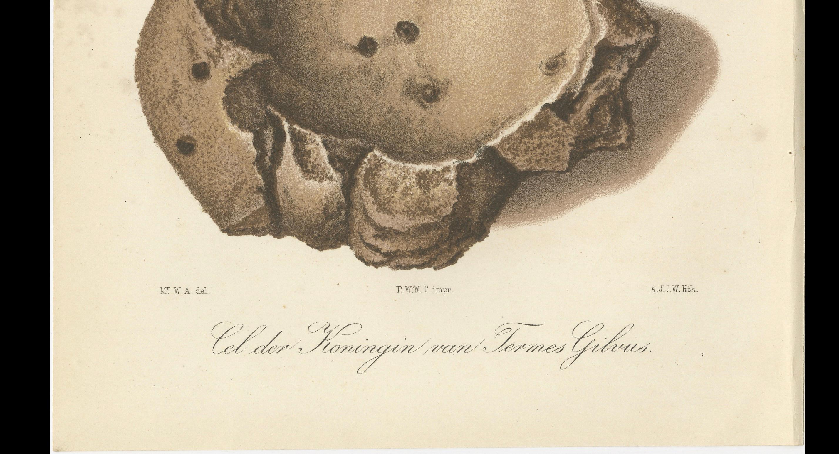 Antique Lithographs of Termite Queen Cells – Termes Gibus, Sumatra c.1887 In Good Condition For Sale In Langweer, NL
