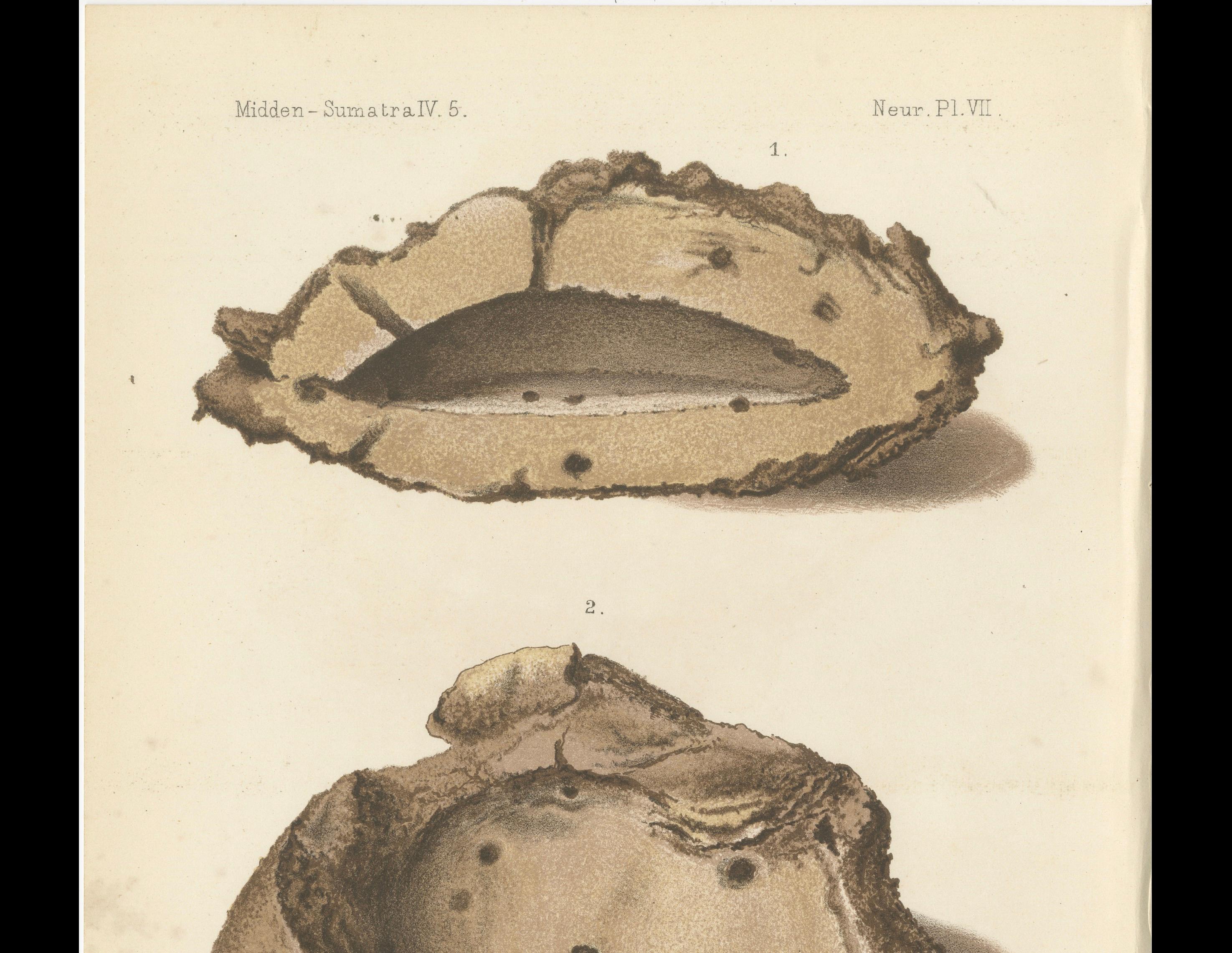 19th Century Antique Lithographs of Termite Queen Cells – Termes Gibus, Sumatra c.1887 For Sale