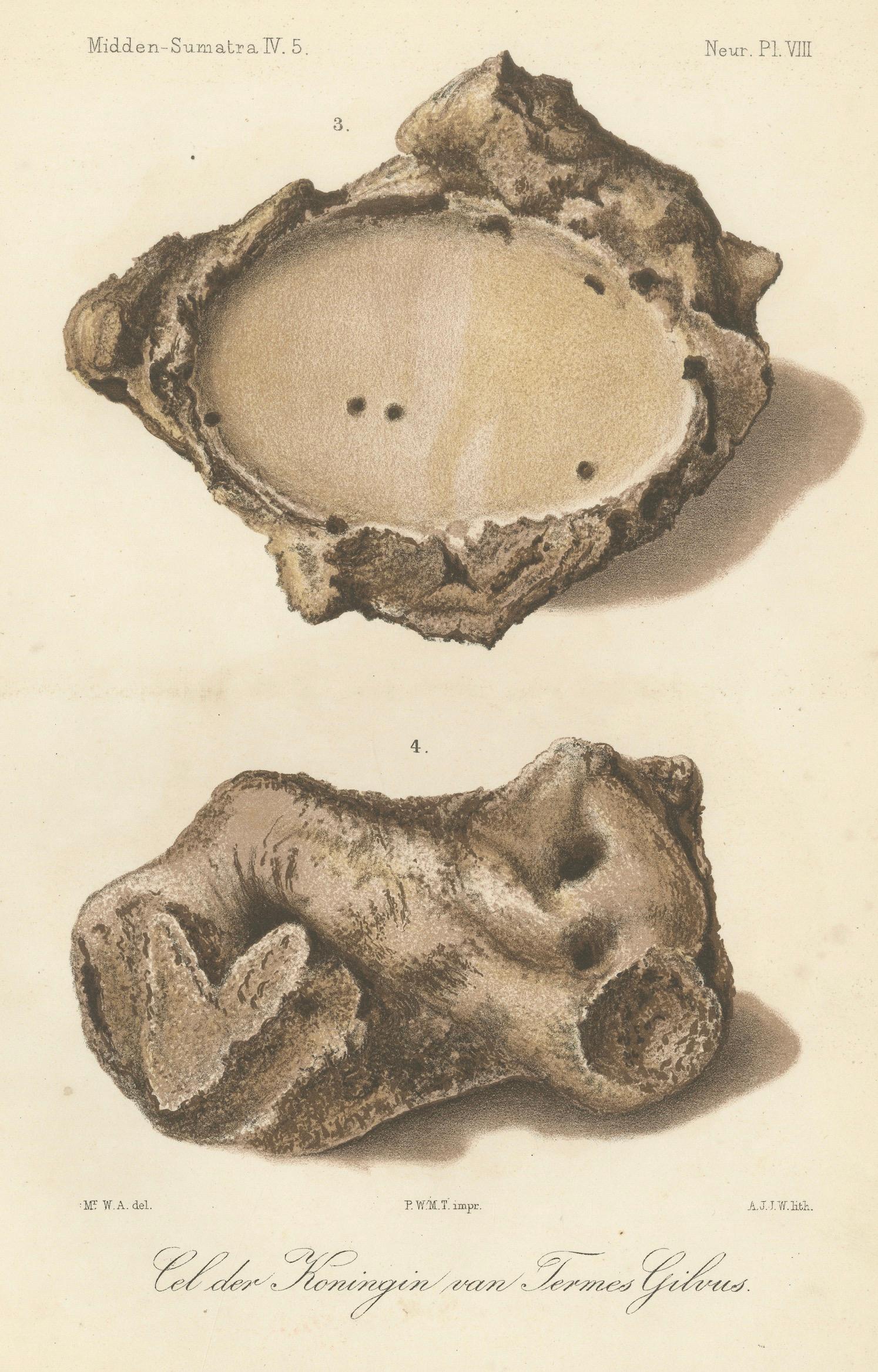 Paper Antique Lithographs of Termite Queen Cells – Termes Gibus, Sumatra c.1887 For Sale