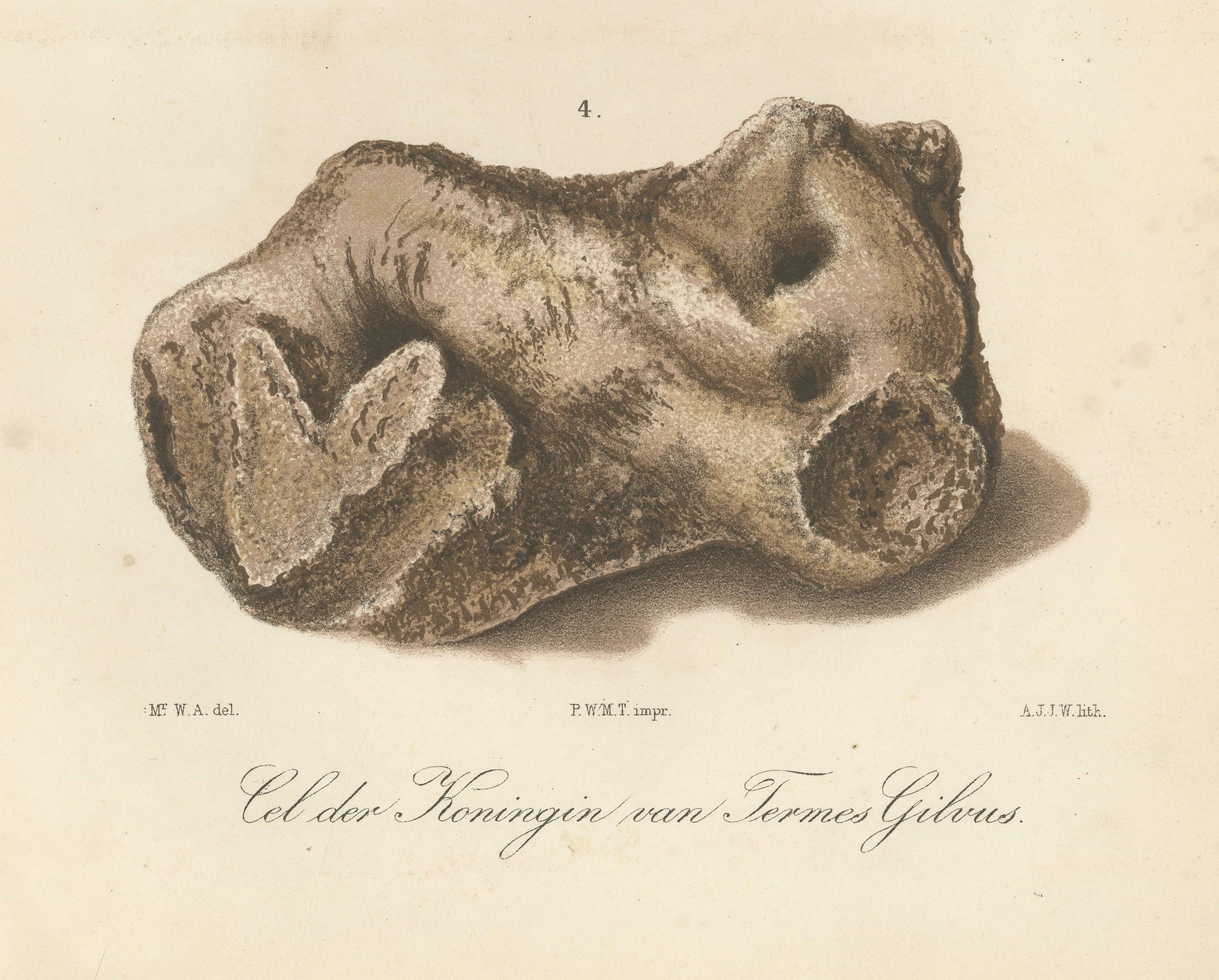 Antique Lithographs of Termite Queen Cells – Termes Gibus, Sumatra c.1887 For Sale 1