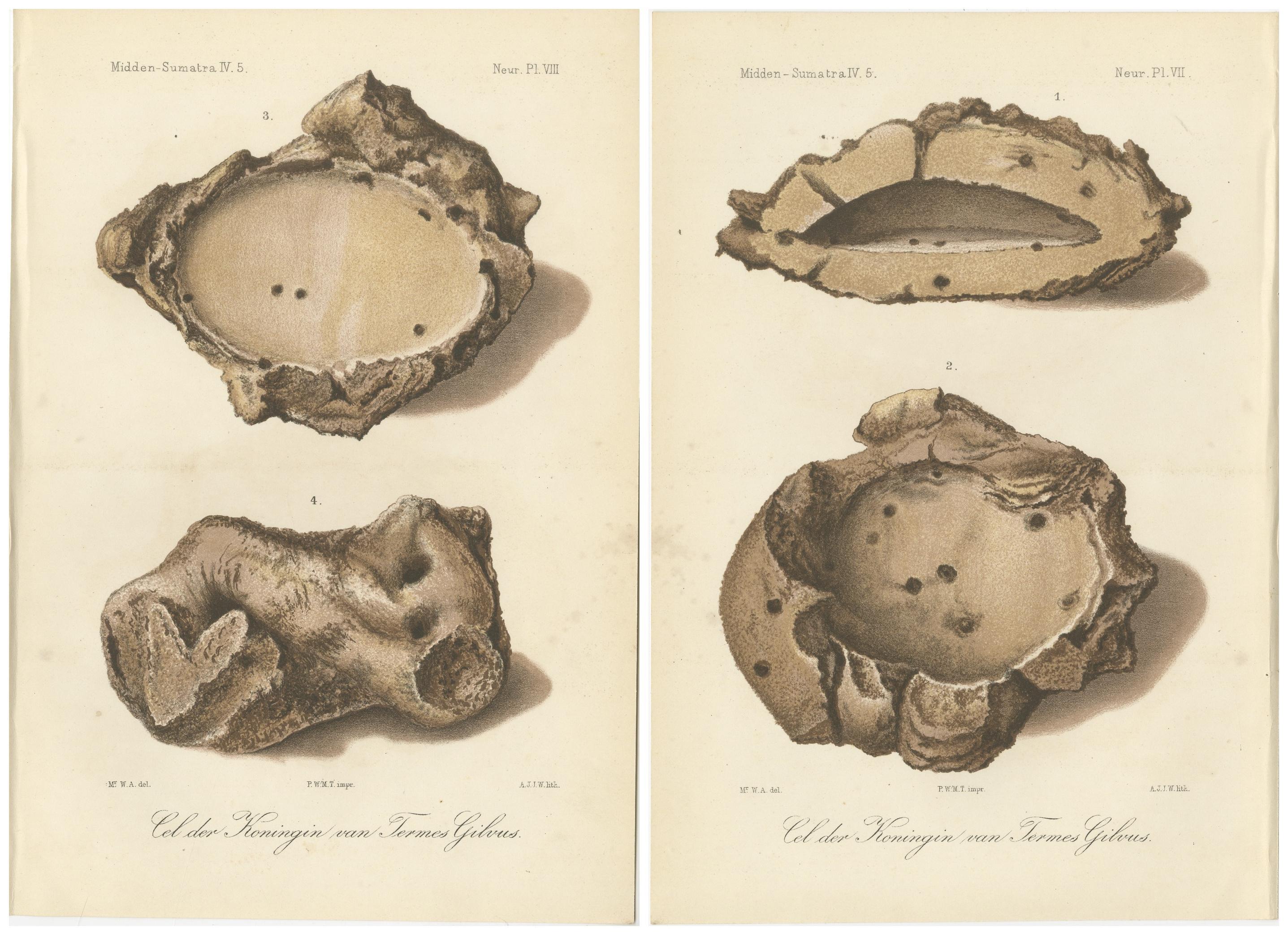 Antique Lithographs of Termite Queen Cells – Termes Gibus, Sumatra c.1887 For Sale 2