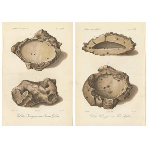 Antique Lithographs of Termite Queen Cells – Termes Gibus, Sumatra c.1887