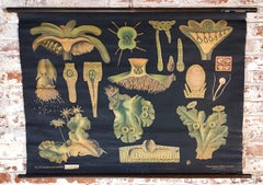 Antique Liverwort Botany Chart