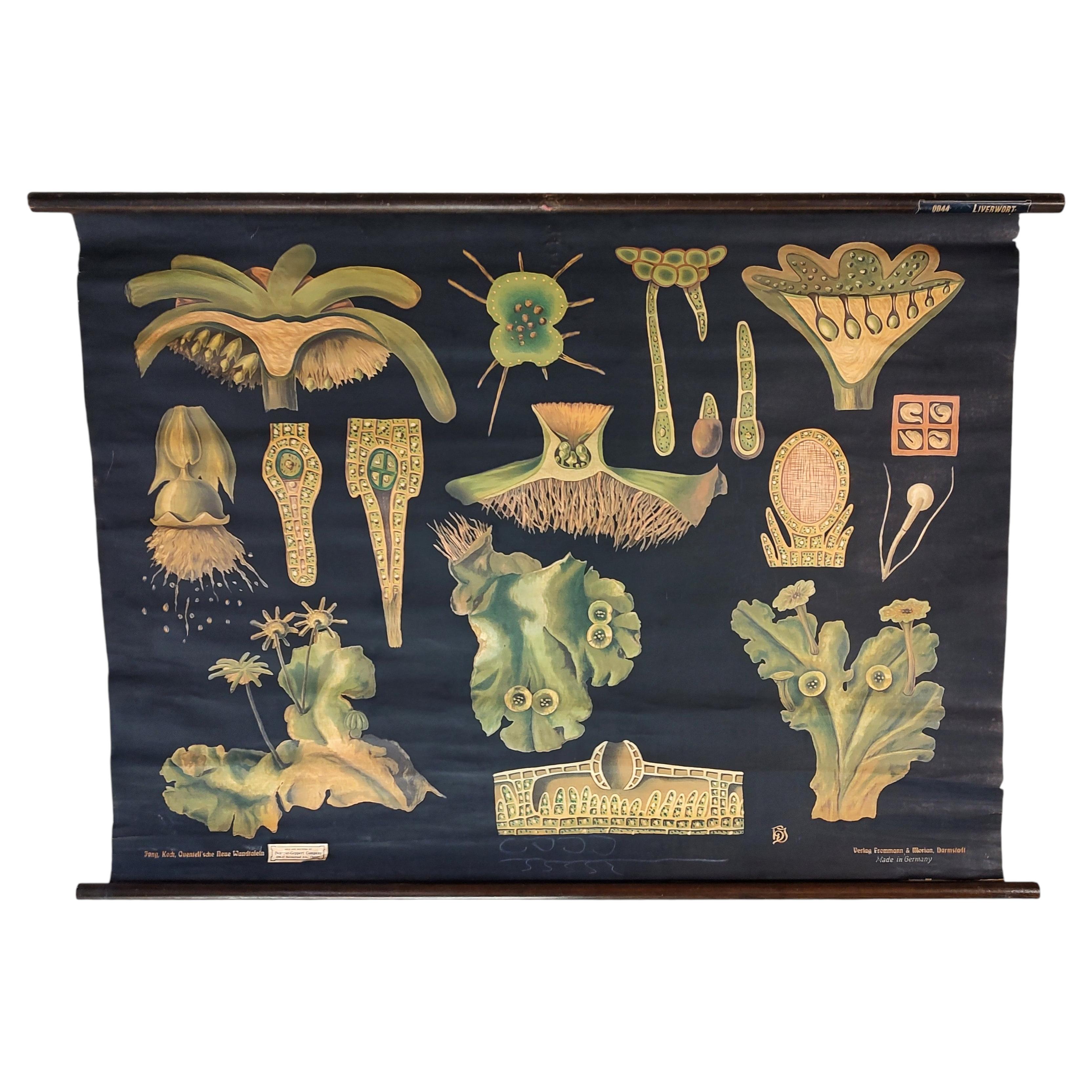 Antique Liverwort Botany Chart