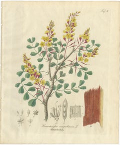 Antique Logwood Botanical Print, Haematoxylon Campechianum, c.1831