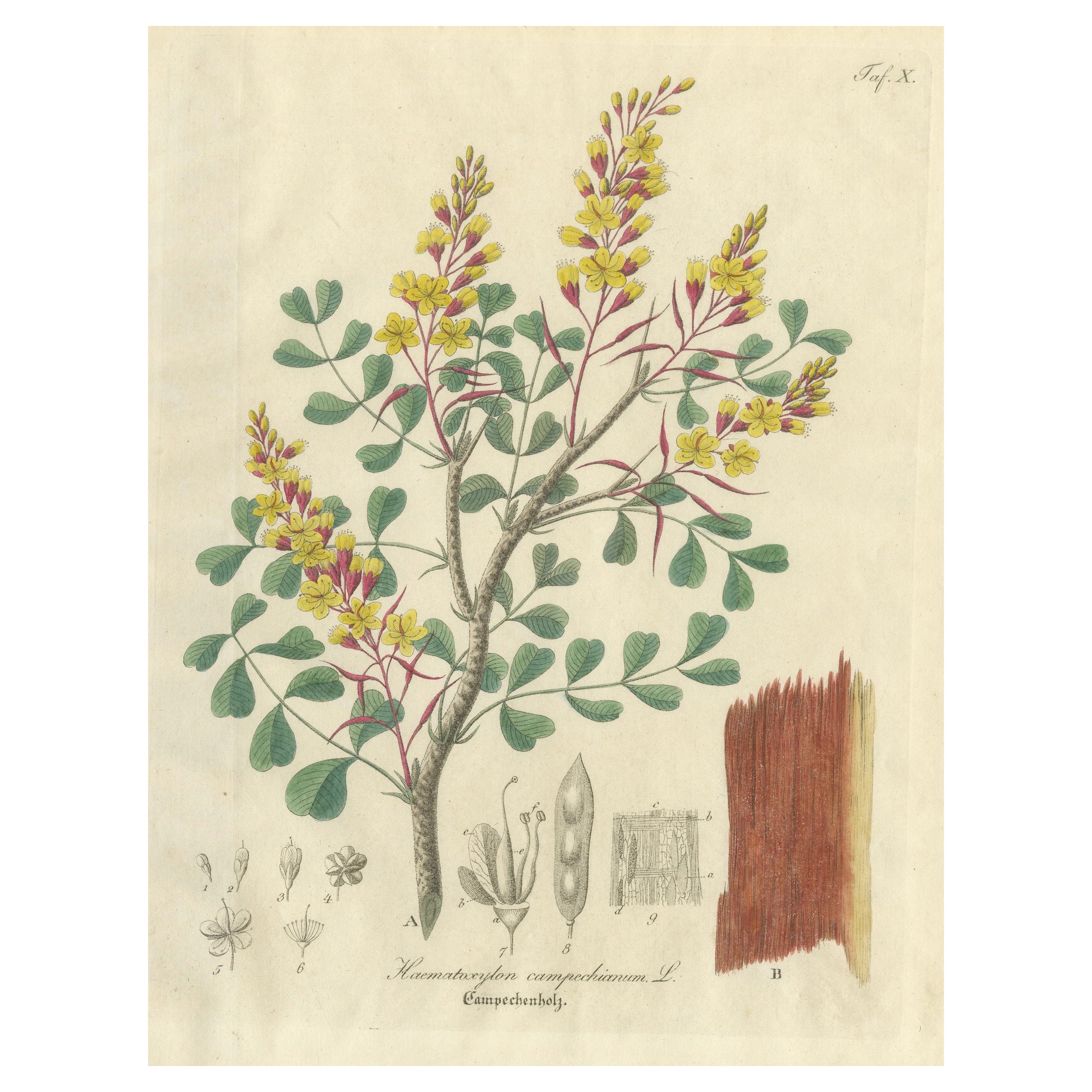 Antique Logwood Botanical Print, Haematoxylon Campechianum, c.1831