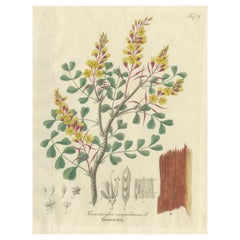 Antique Logwood Botanical Print, Haematoxylon Campechianum, c.1831