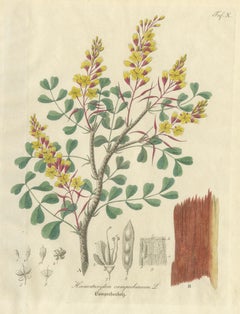 Antique Logwood Botanical Print, Haematoxylon Campechianum, c.1831