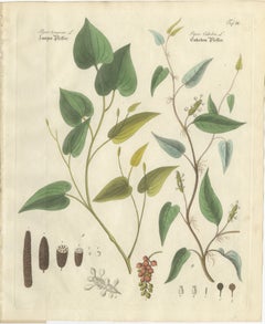 Antique Long & Cubeb Pepper Botanical Print, Piper Species, c.1831