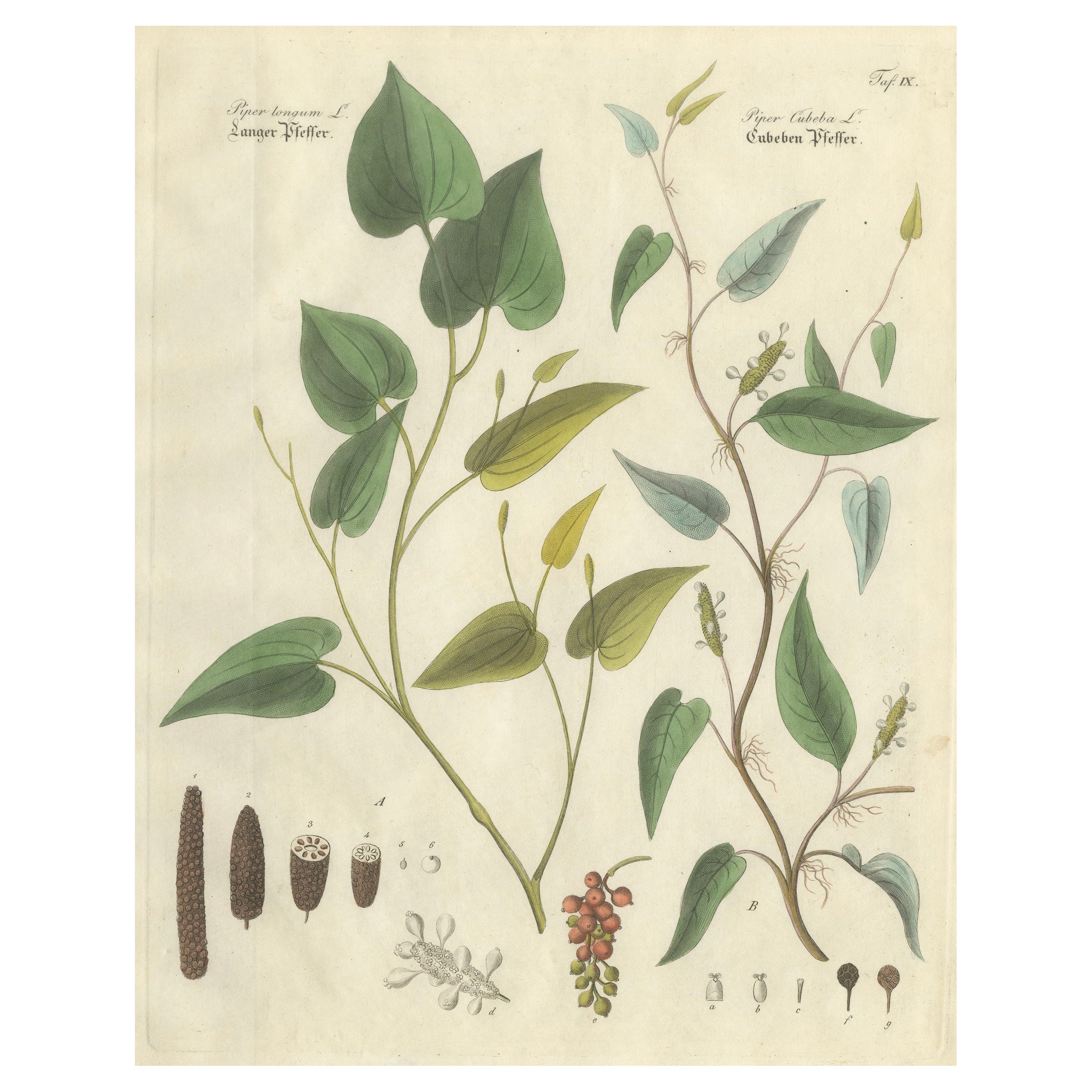Antique Long 
Cubeb Pepper Botanical Print, Piper Species, c.1831 For Sale