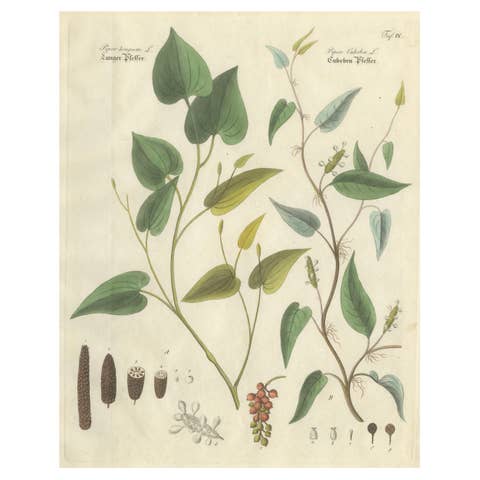 Antique Long & Cubeb Pepper Botanical Print, Piper Species, c.1831