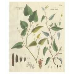 Antique Long 
Cubeb Pepper Botanical Print, Piper Species, c.1831