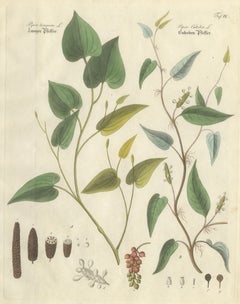 Antique Long 
Cubeb Pepper Botanical Print, Piper Species, c.1831
