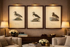Antique Long-Tailed Duck Bird Lithographs Set of 3, Harelda Hyemalis, 1929