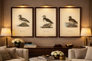 Antique Long-Tailed Duck Bird Lithographs Set of 3, Harelda Hyemalis, 1929, view 2