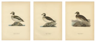Antique Long-Tailed Duck Bird Lithographs Set of 3, Harelda Hyemalis, 1929, view 3