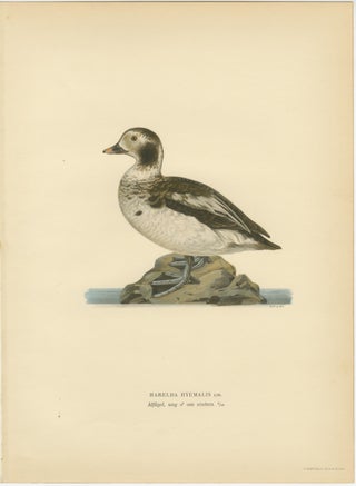 Antique Long-Tailed Duck Bird Lithographs Set of 3, Harelda Hyemalis, 1929, view 4
