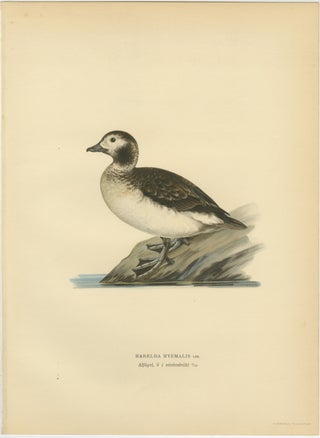Antique Long-Tailed Duck Bird Lithographs Set of 3, Harelda Hyemalis, 1929, view 5