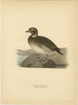 Antique Long-Tailed Duck Bird Lithographs Set of 3, Harelda Hyemalis, 1929, view 6