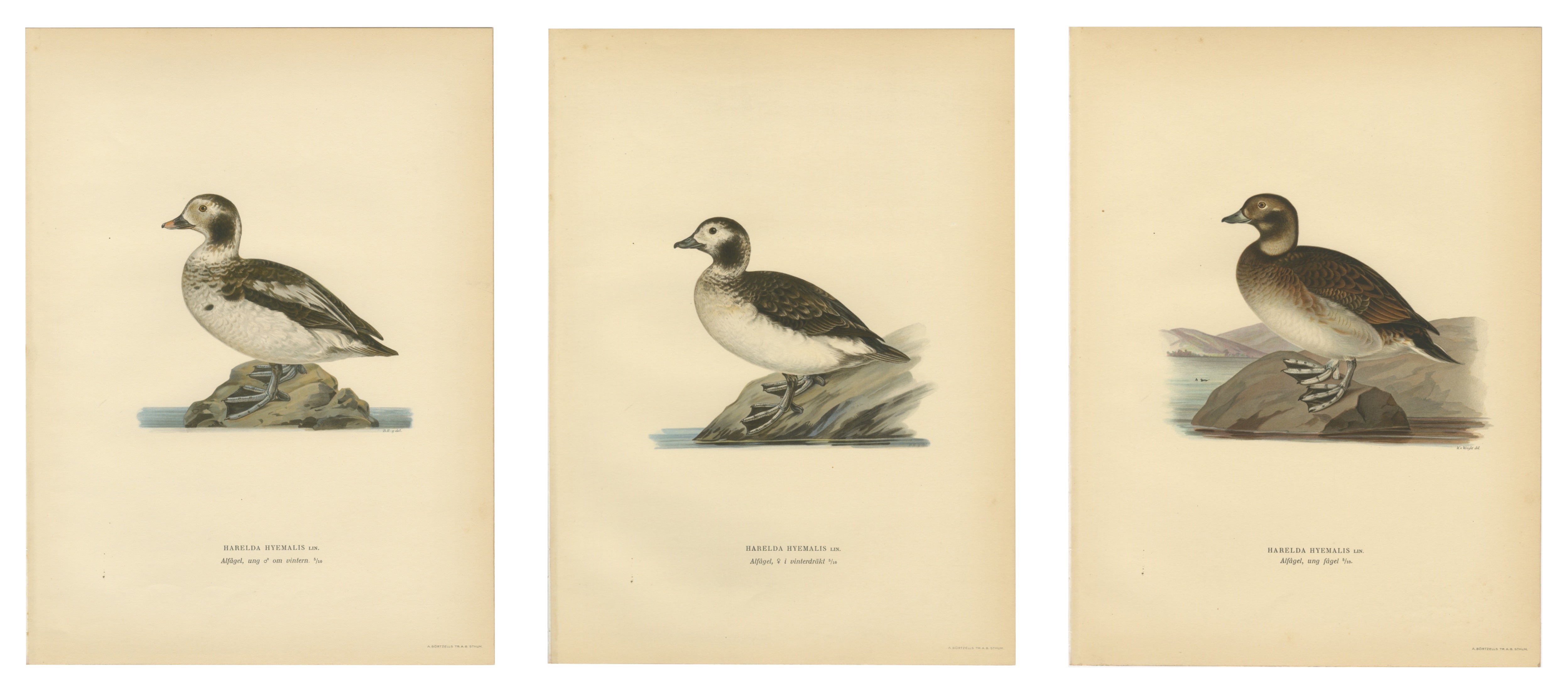 Antique Long-Tailed Duck Bird Lithographs Set of 3, Harelda Hyemalis, 1929