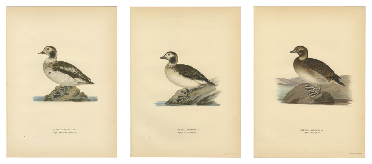 Antique Long-Tailed Duck Bird Lithographs Set of 3, Harelda Hyemalis, 1929