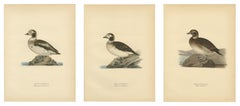 Antique Long-Tailed Duck Bird Lithographs Set of 3, Harelda Hyemalis, 1929