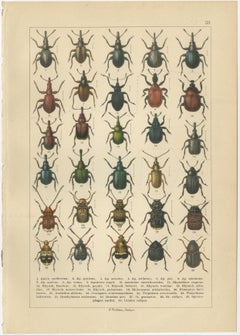 Antique Longhorn Beetle Chromolithographs, European Cerambycidae, Calwer 1893