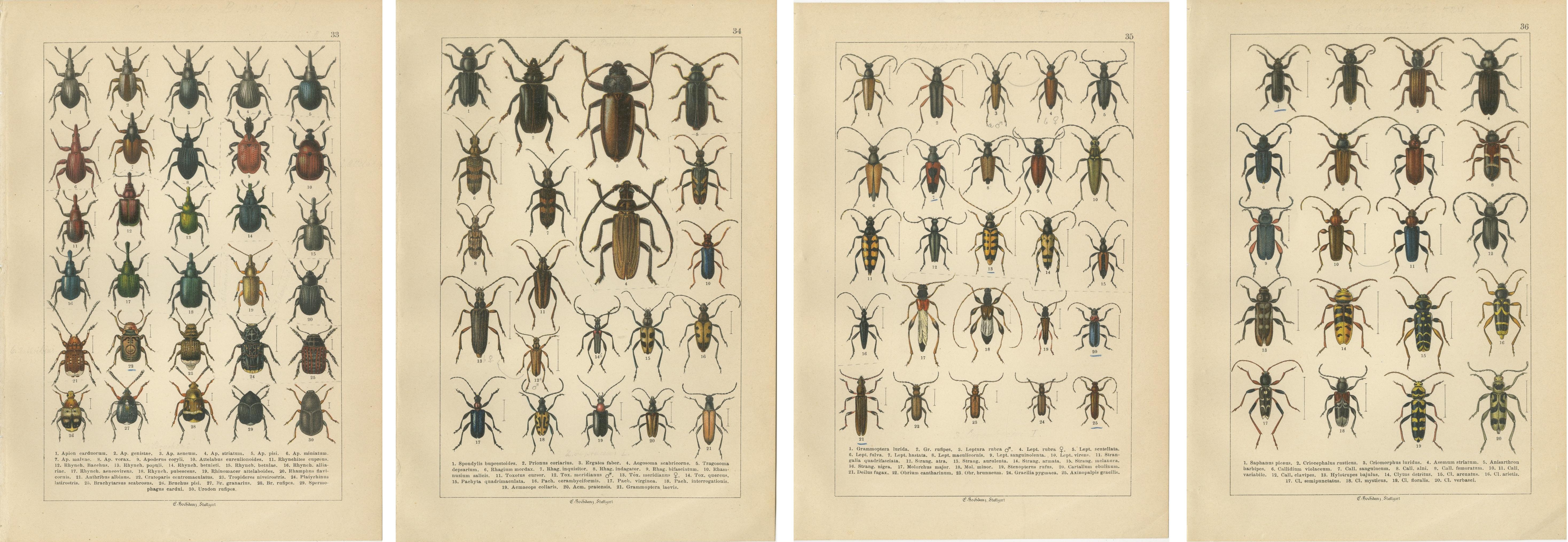 Antique Longhorn Beetle Chromolithographs, European Cerambycidae, Calwer 1893