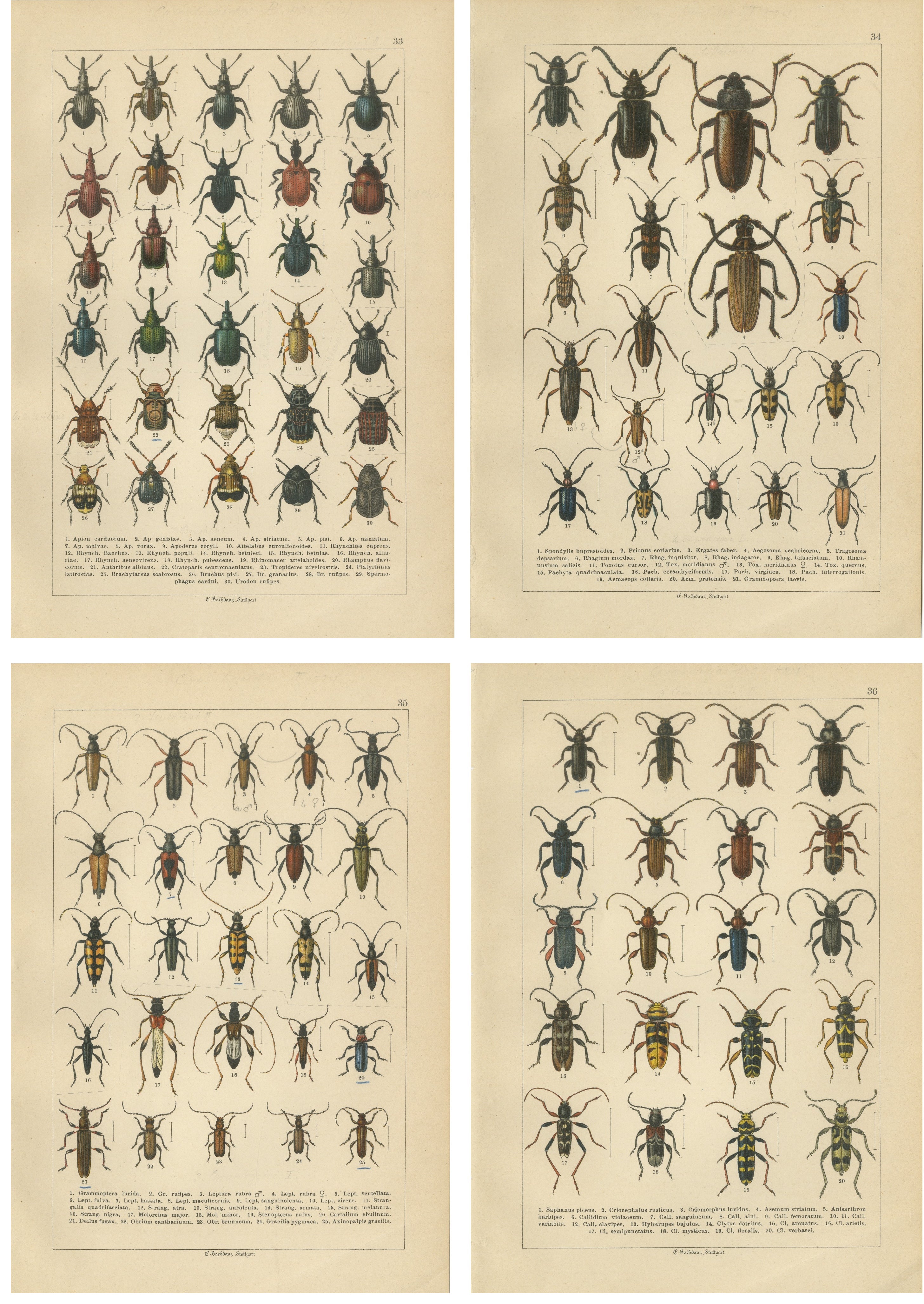 Antique Longhorn Beetle Chromolithographs, European Cerambycidae, Calwer 1893